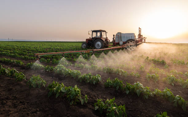 Best Pest Removal Services  in Whetstone, AZ