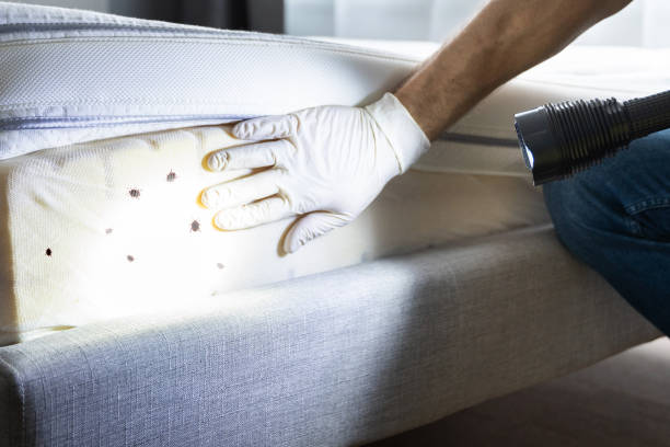 Best Pest Inspection Near Me  in Whetstone, AZ