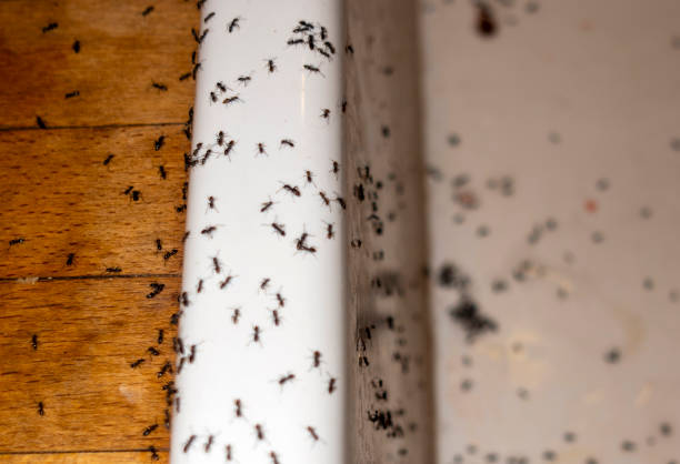 Best Pest Prevention Services  in Whetstone, AZ